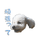 トイプー’sLife（個別スタンプ：17）