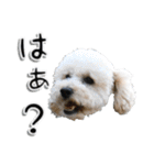 トイプー’sLife（個別スタンプ：24）