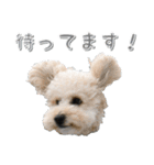 トイプー’sLife（個別スタンプ：26）