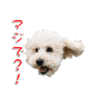 トイプー’sLife（個別スタンプ：28）