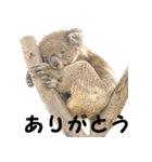 父ちゃんコアラ2（個別スタンプ：3）