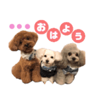 日常の幸せ3Poodle♬（個別スタンプ：1）