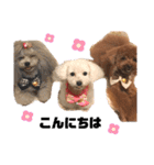 日常の幸せ3Poodle♬（個別スタンプ：2）