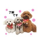 日常の幸せ3Poodle♬（個別スタンプ：3）