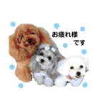 日常の幸せ3Poodle♬（個別スタンプ：4）