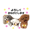 日常の幸せ3Poodle♬（個別スタンプ：5）