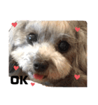 日常の幸せ3Poodle♬（個別スタンプ：6）