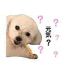 日常の幸せ3Poodle♬（個別スタンプ：7）