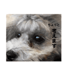 日常の幸せ3Poodle♬（個別スタンプ：9）
