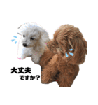 日常の幸せ3Poodle♬（個別スタンプ：10）