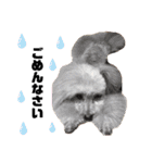 日常の幸せ3Poodle♬（個別スタンプ：11）