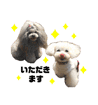 日常の幸せ3Poodle♬（個別スタンプ：12）