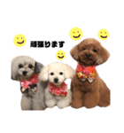 日常の幸せ3Poodle♬（個別スタンプ：13）