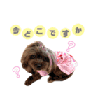 日常の幸せ3Poodle♬（個別スタンプ：14）