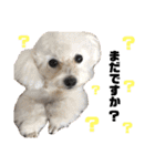 日常の幸せ3Poodle♬（個別スタンプ：15）