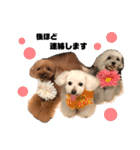 日常の幸せ3Poodle♬（個別スタンプ：16）