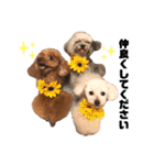 日常の幸せ3Poodle♬（個別スタンプ：17）