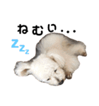 日常の幸せ3Poodle♬（個別スタンプ：18）