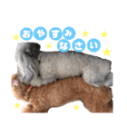 日常の幸せ3Poodle♬（個別スタンプ：19）