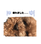 日常の幸せ3Poodle♬（個別スタンプ：21）