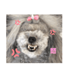 日常の幸せ3Poodle♬（個別スタンプ：22）
