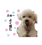 日常の幸せ3Poodle♬（個別スタンプ：23）