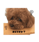 日常の幸せ3Poodle♬（個別スタンプ：24）