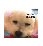 日常の幸せ3Poodle♬（個別スタンプ：25）