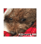日常の幸せ3Poodle♬（個別スタンプ：26）