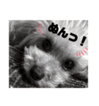 日常の幸せ3Poodle♬（個別スタンプ：27）
