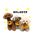 日常の幸せ3Poodle♬（個別スタンプ：28）