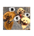 日常の幸せ3Poodle♬（個別スタンプ：29）