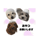 日常の幸せ3Poodle♬（個別スタンプ：31）