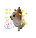 ぺーしぃーココ（個別スタンプ：5）
