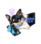 ぺーしぃーココ（個別スタンプ：6）