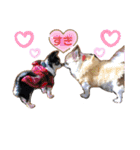 ぺーしぃーココ（個別スタンプ：7）