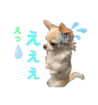 ぺーしぃーココ（個別スタンプ：13）