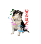 ぺーしぃーココ（個別スタンプ：16）