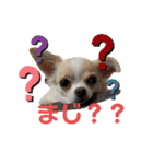 ぺーしぃーココ（個別スタンプ：20）
