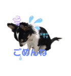 ぺーしぃーココ（個別スタンプ：21）