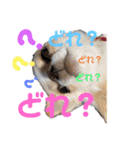 ぺーしぃーココ（個別スタンプ：22）
