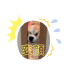 ぺーしぃーココ（個別スタンプ：28）