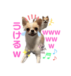 ぺーしぃーココ（個別スタンプ：29）