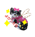 ぺーしぃーココ（個別スタンプ：31）