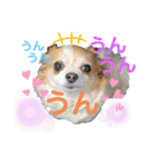 ぺーしぃーココ（個別スタンプ：34）