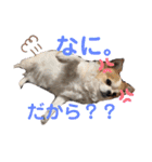 ぺーしぃーココ（個別スタンプ：35）