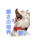 ぺーしぃーココ（個別スタンプ：37）
