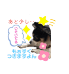 ぺーしぃーココ（個別スタンプ：38）