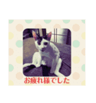 甲斐家の仲間たち（個別スタンプ：8）