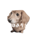 ちょこっとちょこちゃん！（個別スタンプ：3）
